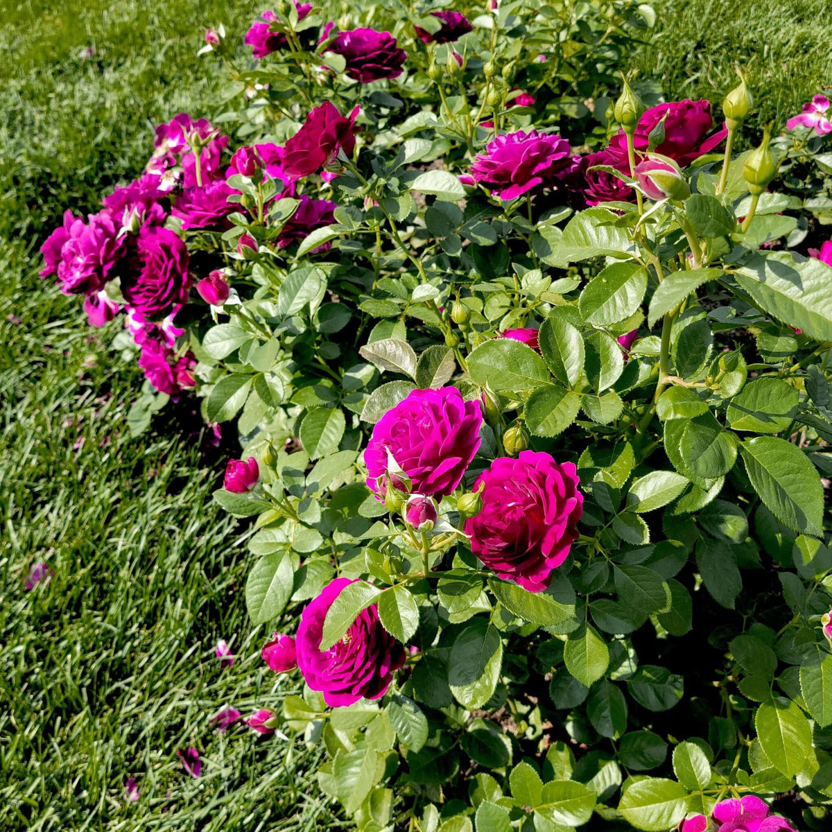 Twilight Zone Rose | Plants Express