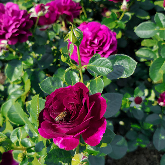 Twilight Zone Grandiflora Rose Close-Up Pollinators