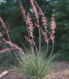 Rosy Pink False Yucca