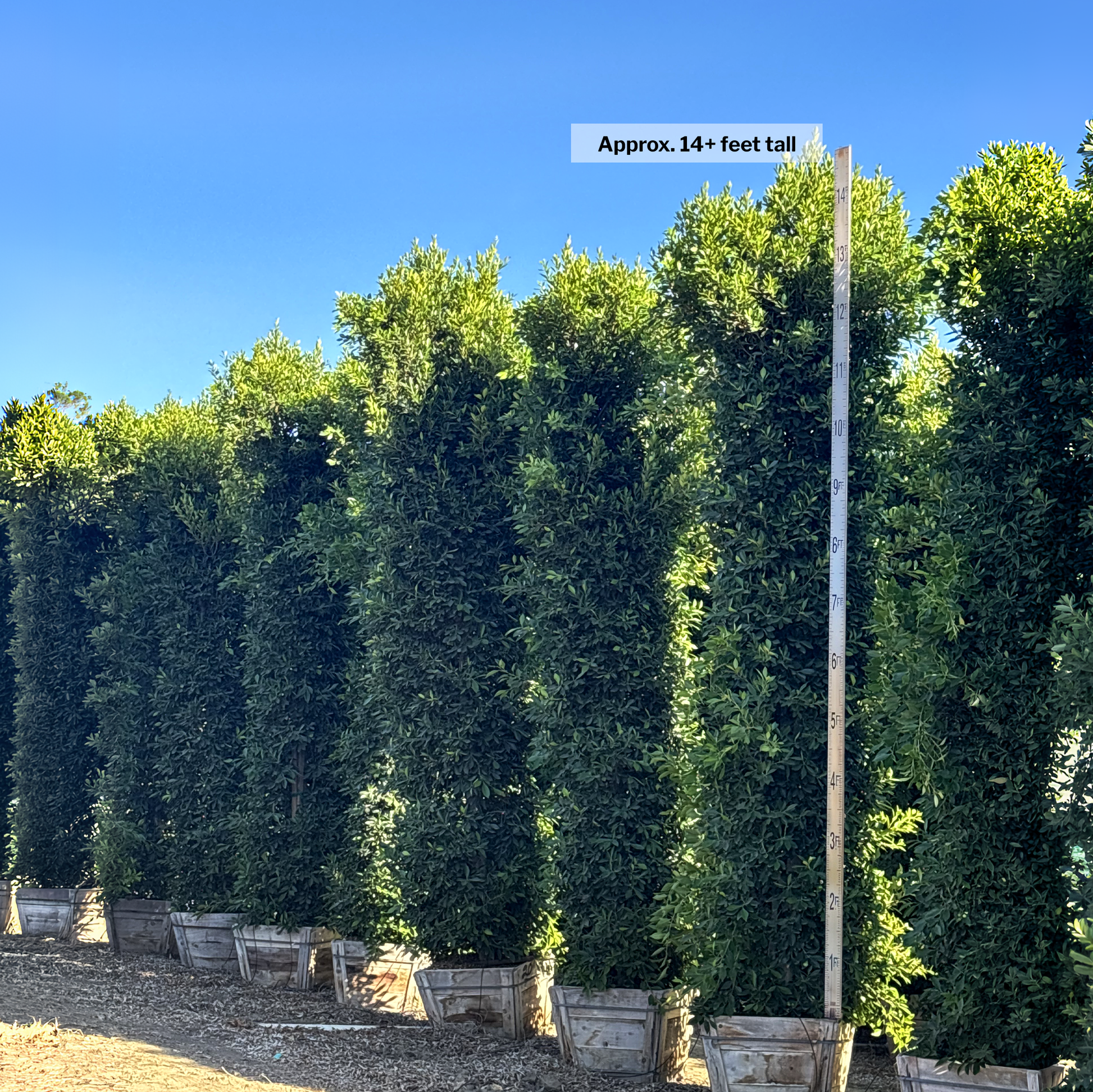 Indian Laurel
