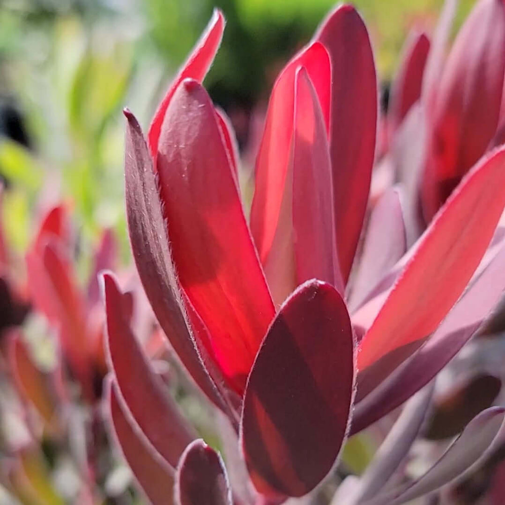 Leucadendron Safari Sunset (7823951724799)