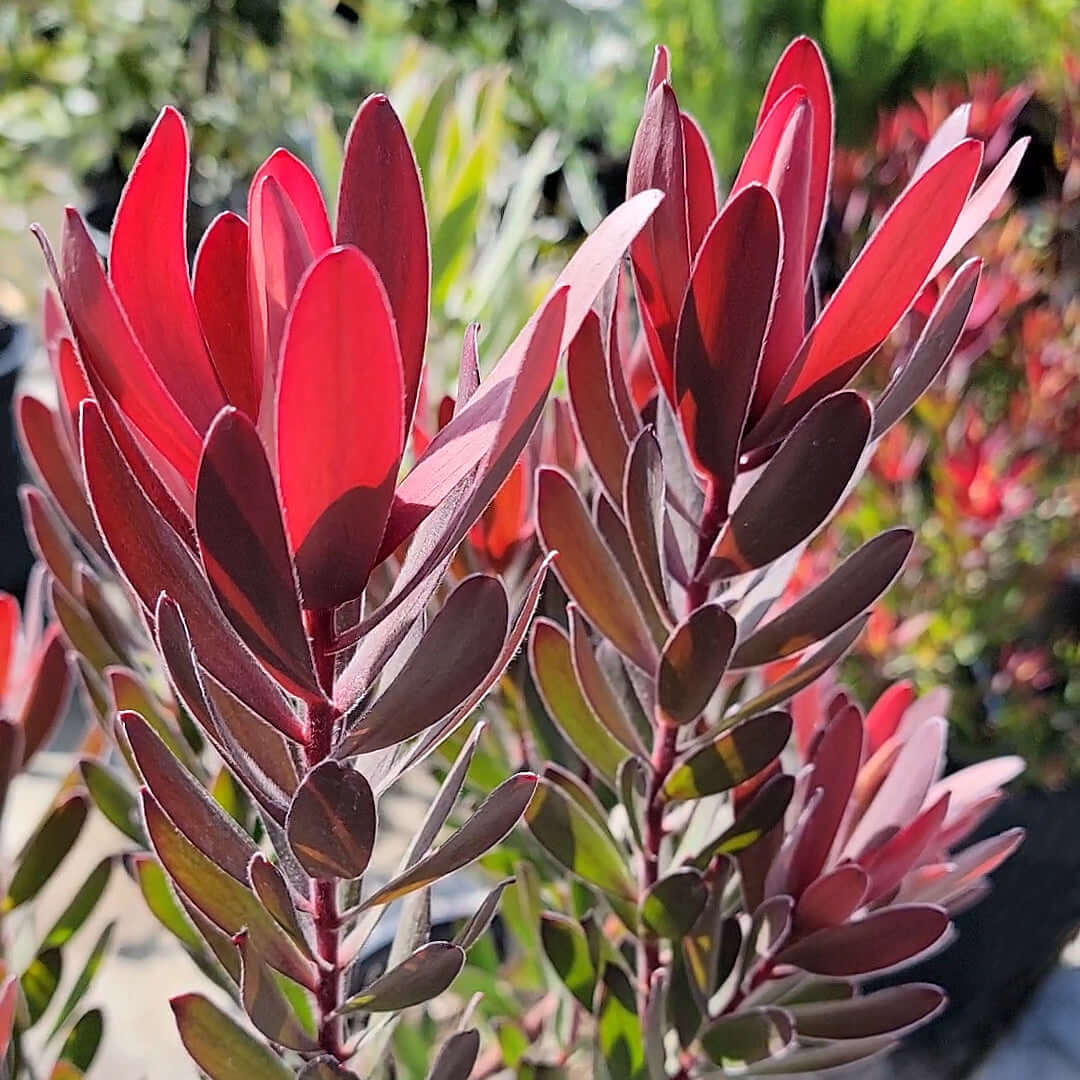 product photo of Leucadendron Safari Sunset 5 Gallon