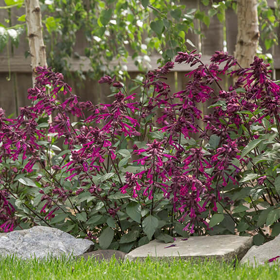 Salvia Love and Wishes 