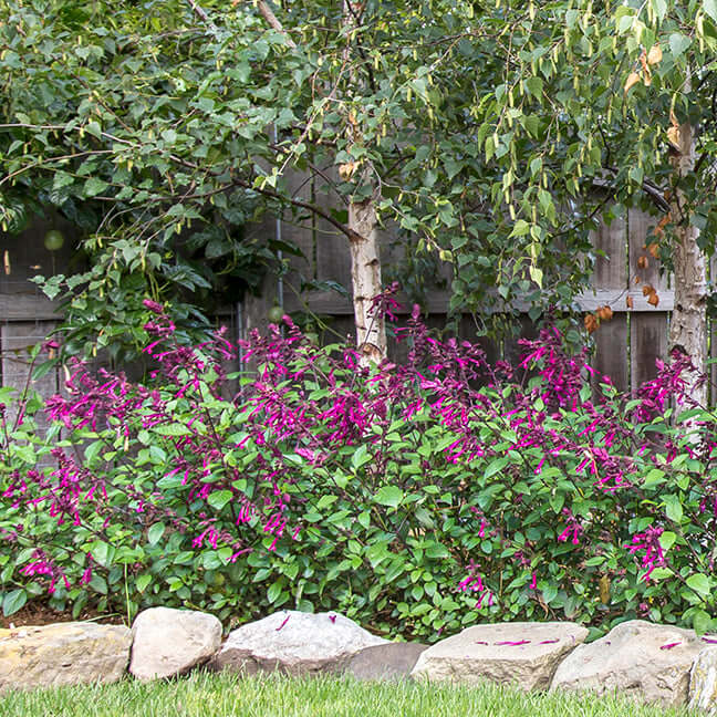 Salvia Love and Wishes 