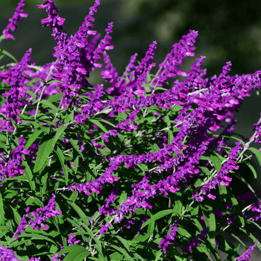 Salvia leucantha 'Santa Barbara' (7823953428735)