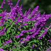 Santa Barbara Mexican Sage