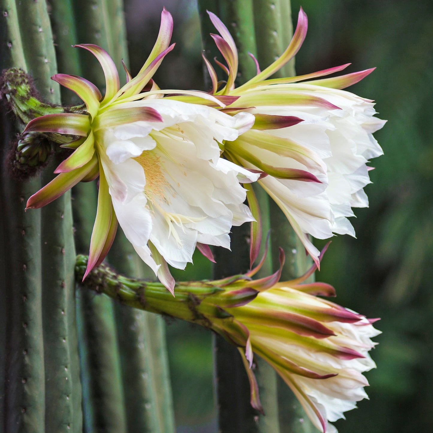 San Pedro cactus with white flowers