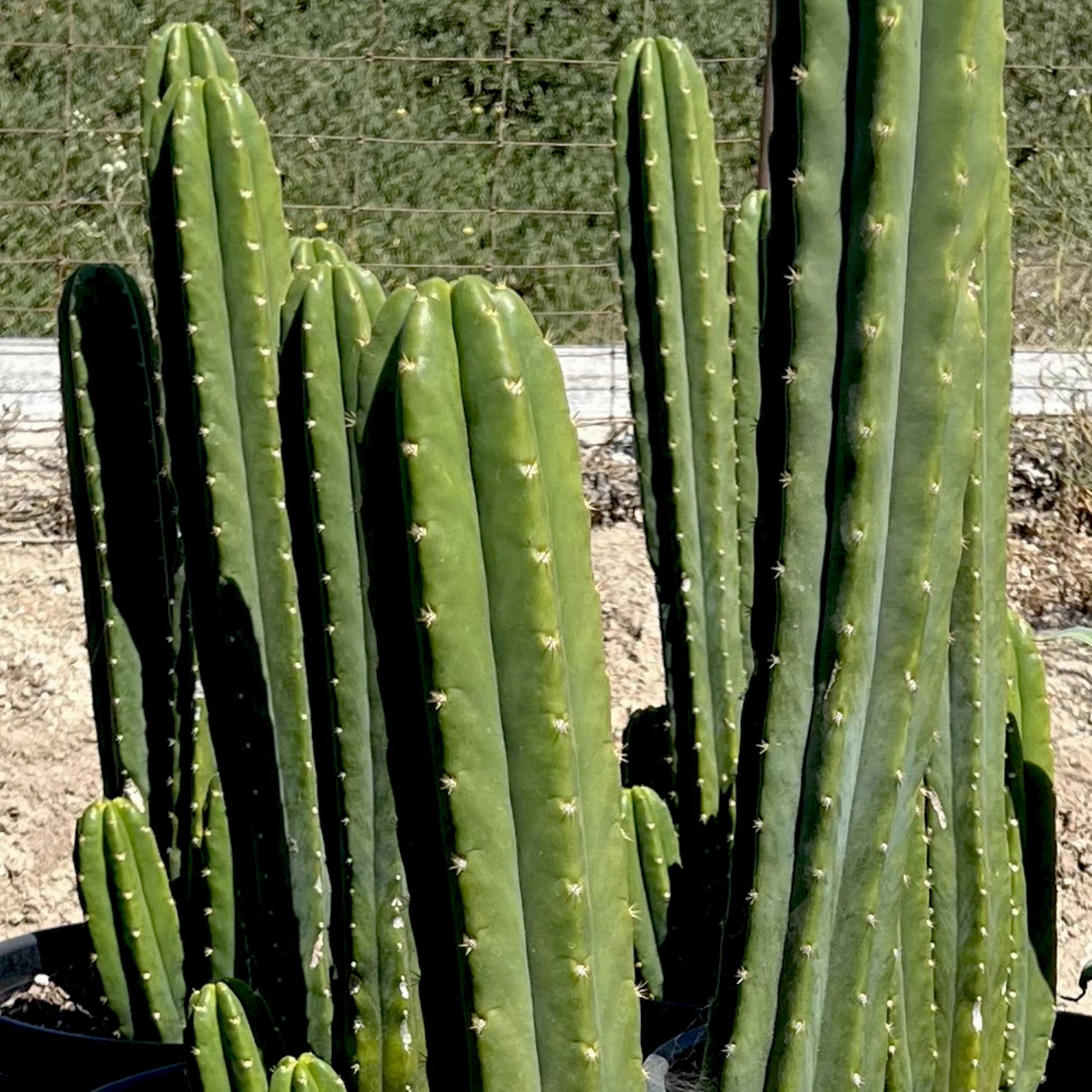 San Pedro Cactus close-up of stem and spines