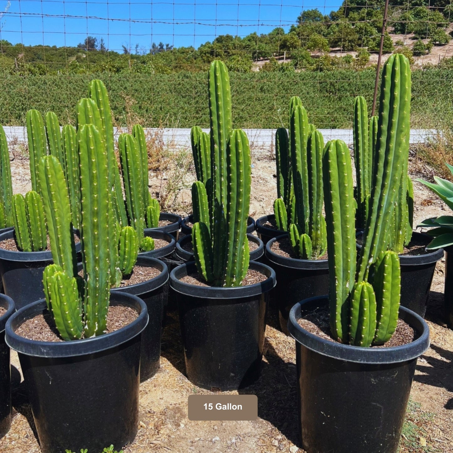 San Pedro Cactus 15 Gallon Container Size