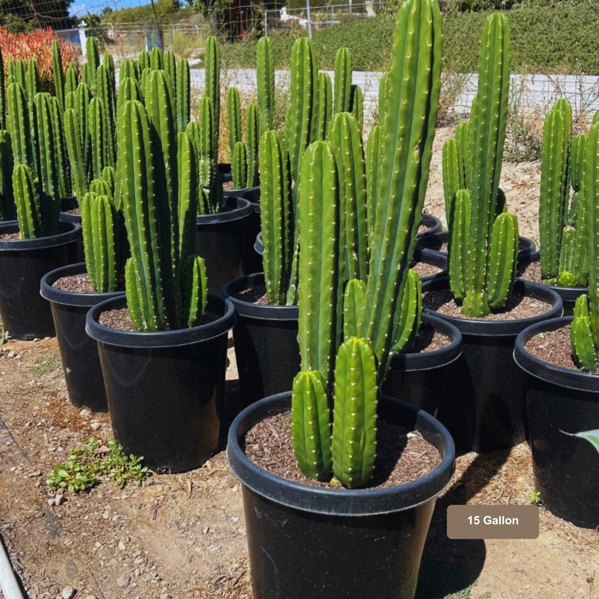 San Pedro Cactus 15 Gallon Container Size