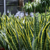 Yellow Striped Snake Plant