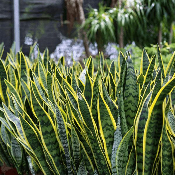 where are snake plants native Yellow Striped Snake Plant