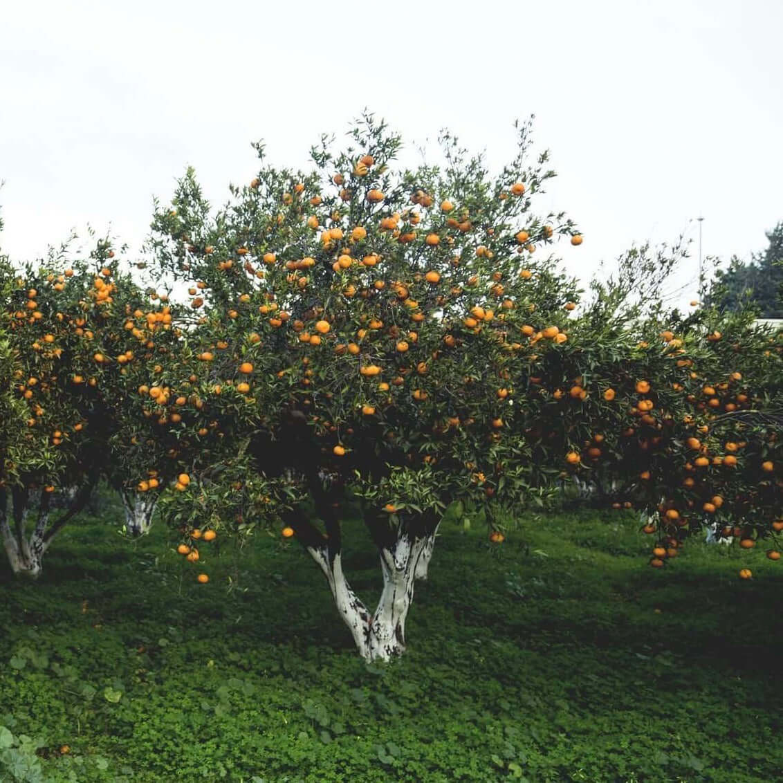 Owari Satsuma Mandarin Tree | Plants Express