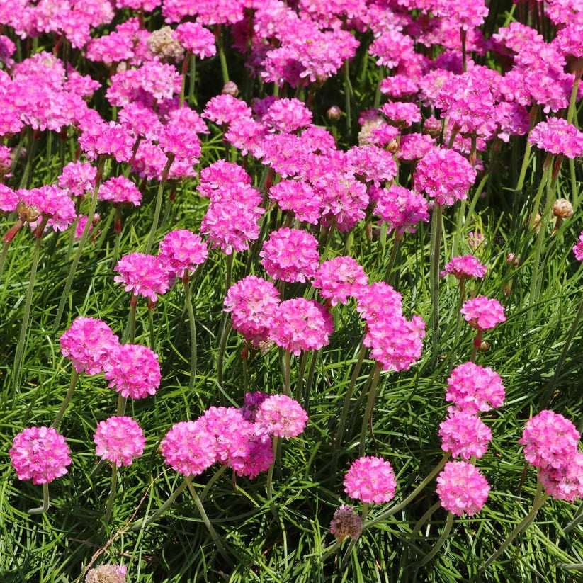Sea Thrift (Armeria maritima) 11 Sea Pink Thrift