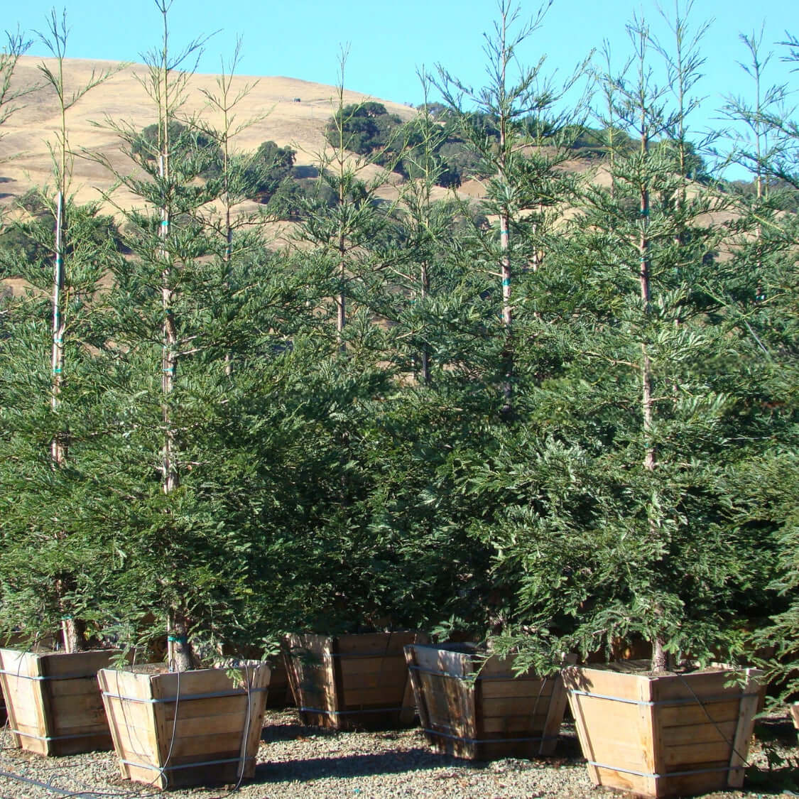 Sequoia sempervirens 'Aptos Blue'