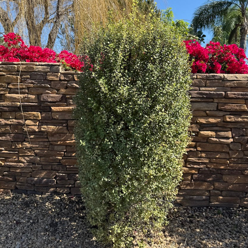 Pittosporum Silver Sheen