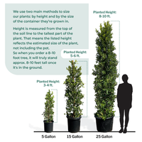 Indian Laurel