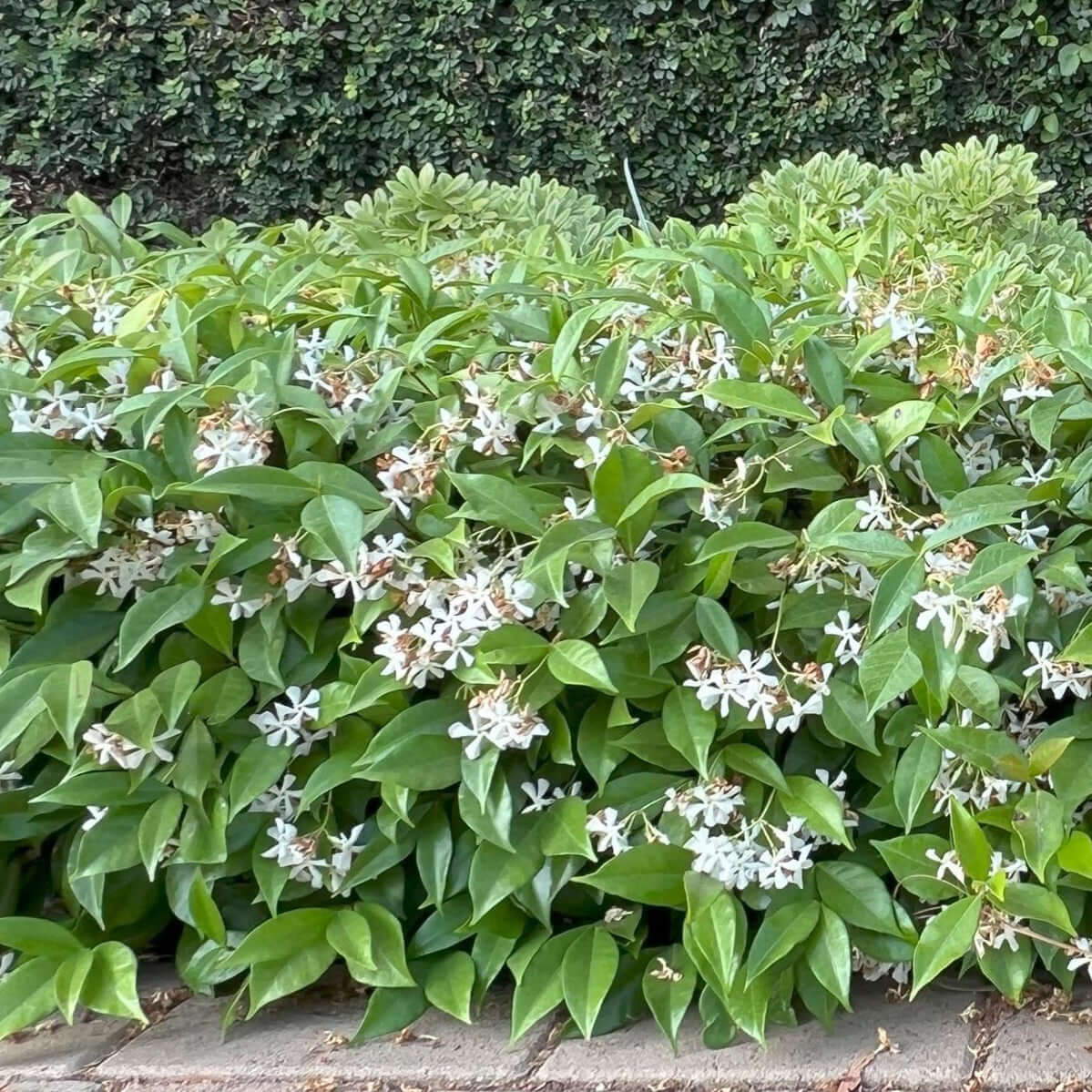 Star Jasmine (7823954084095)