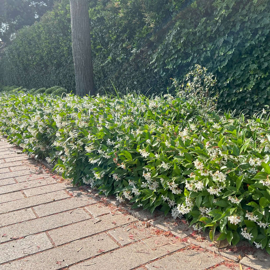 Star Jasmine (7823954084095)