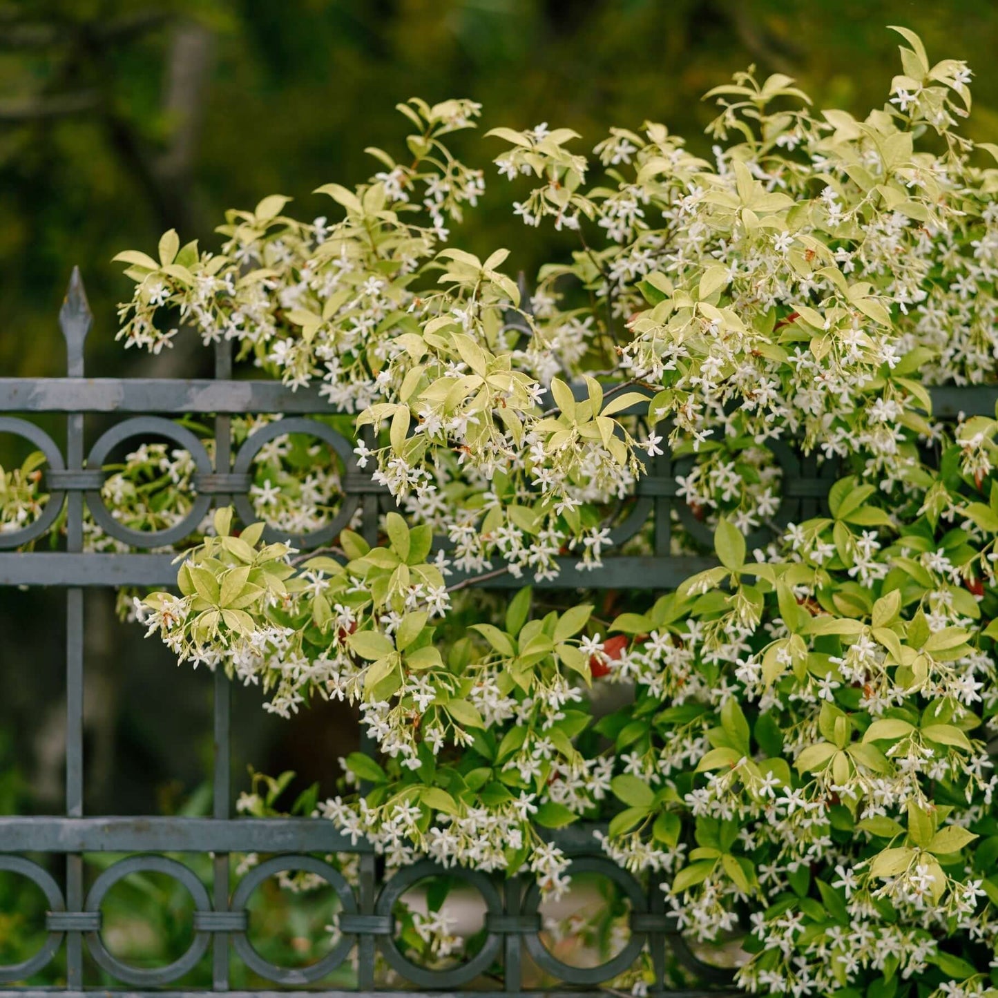 Star Jasmine Staked (7823954149631)