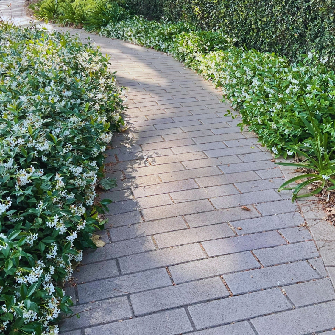 Trachelospermum jasminoides shrub for landscaping 