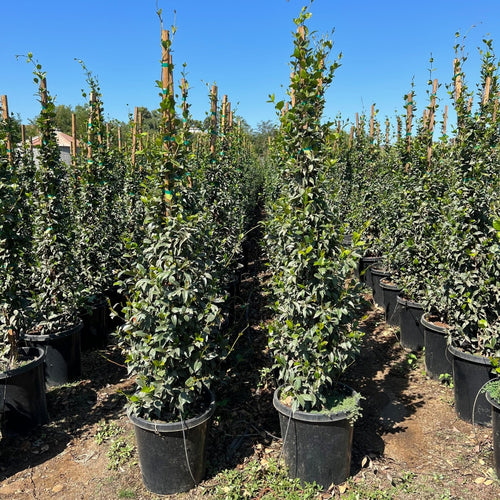 jasmine plant outdoor in pot Star Jasmine for Sale