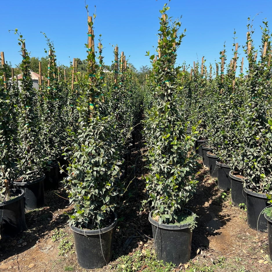 Star Jasmine Plant 