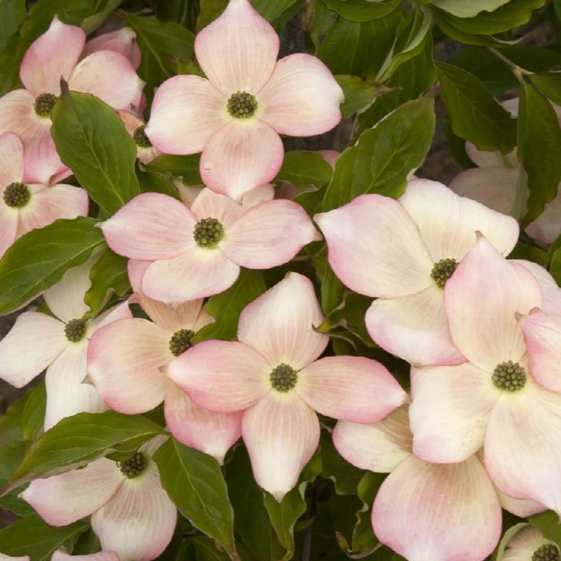 Cornus Stellar Pink Dogwood Tree Close Up Blooming Flowers