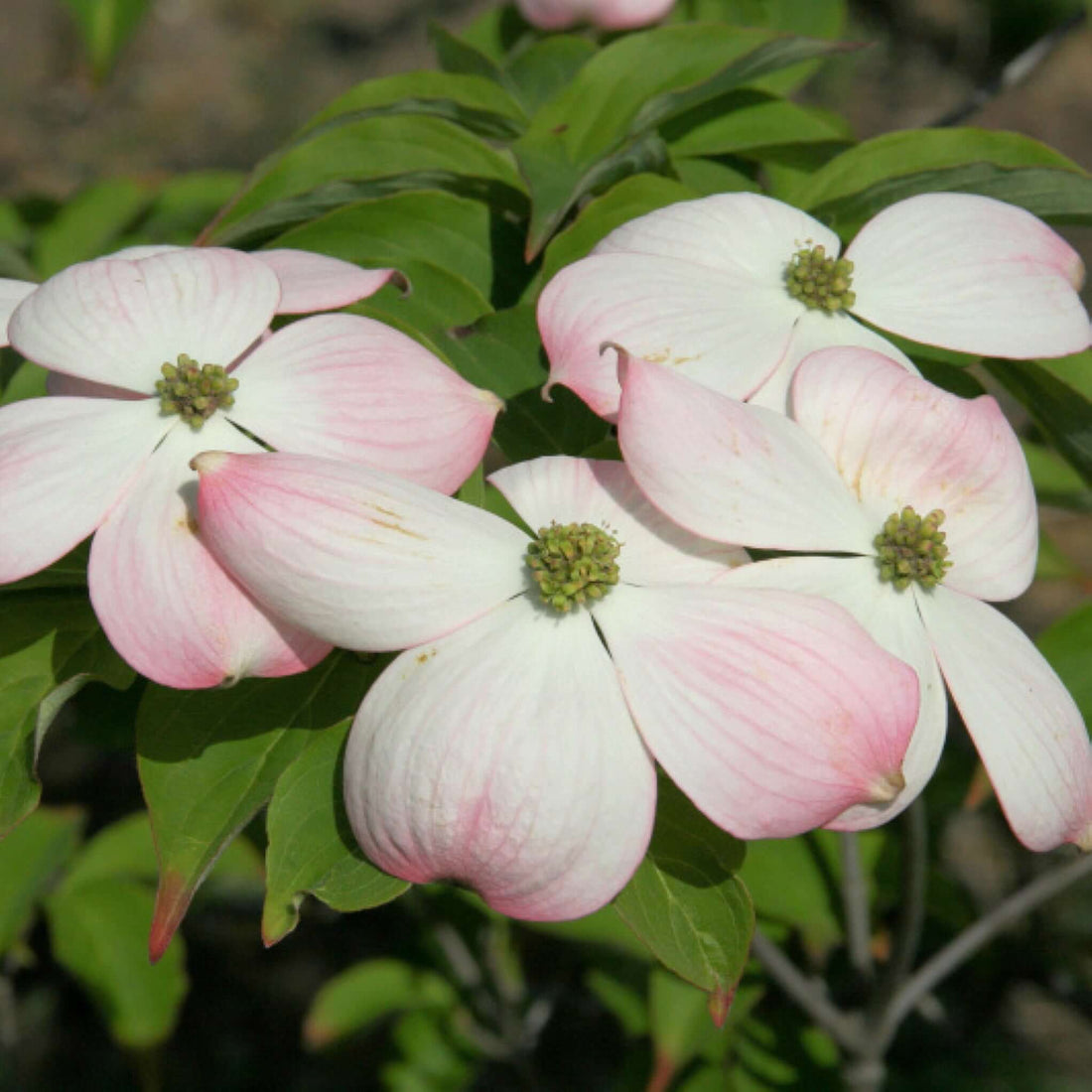 Stellar Pink Dogwood Tree | Plants Express