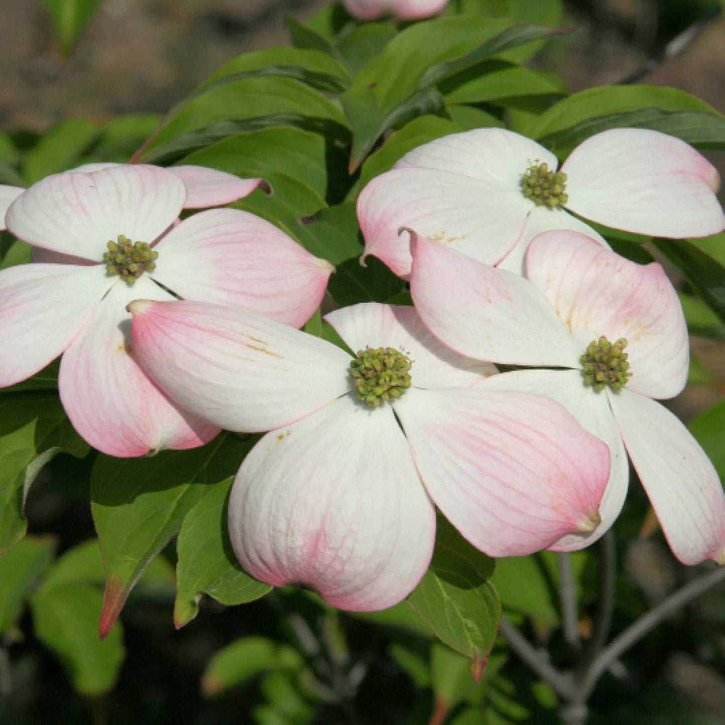 Cornus Stellar Pink Dogwood Tree Close Up Flowers