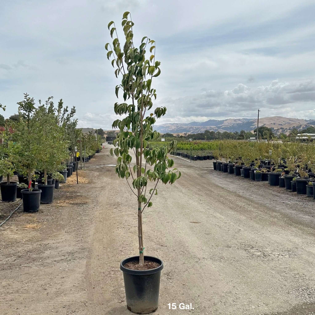 Cornus Stellar Pink Dogwood Tree