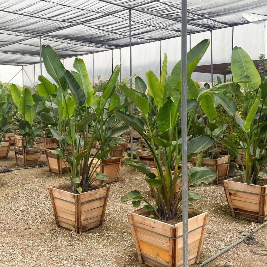 indoor large bird of paradise plant Giant Bird of Paradise