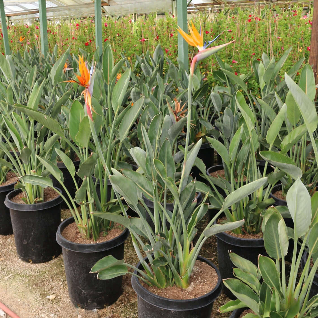 Bird of Paradise Plants Express