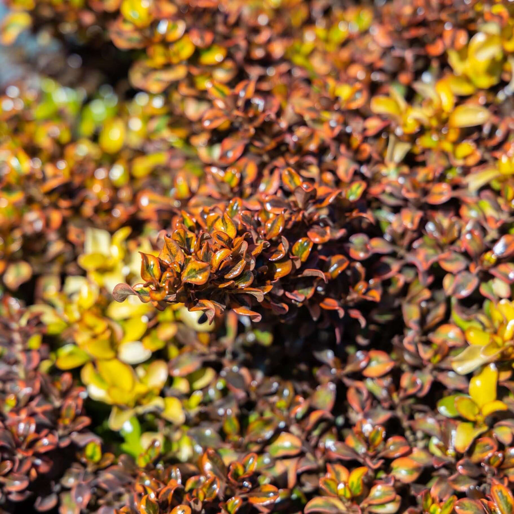 Coprosma 'Tequila Sunrise'