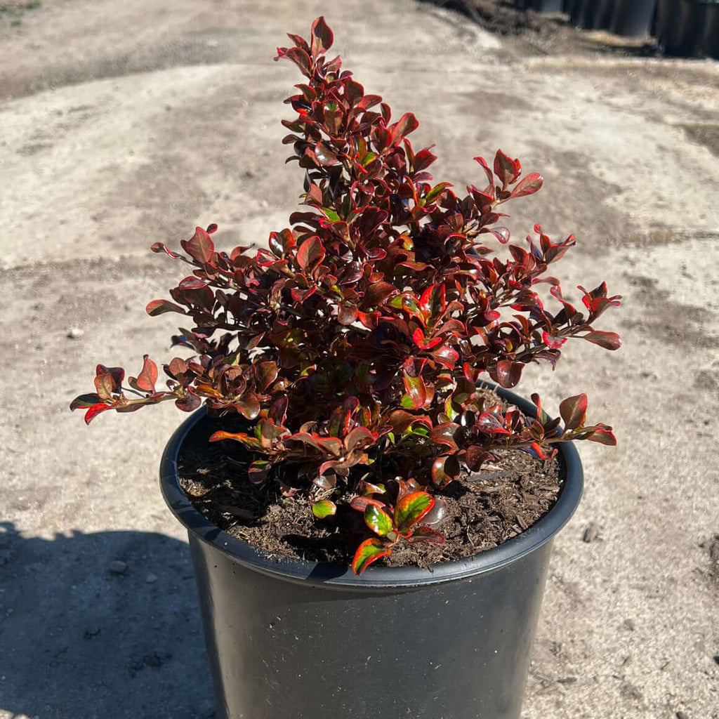 Coprosma 'Tequila Sunrise'
