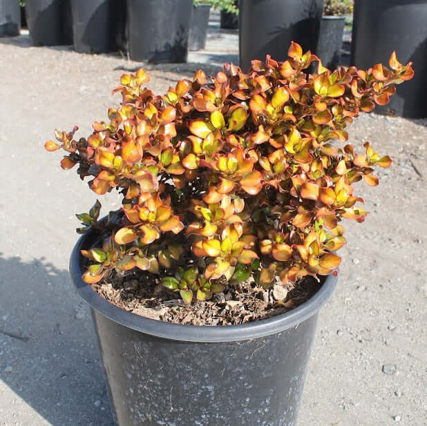 Tequila Sunrise Mirror Plant