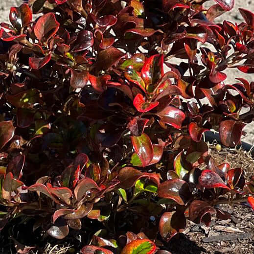 Coprosma 'Tequila Sunrise'