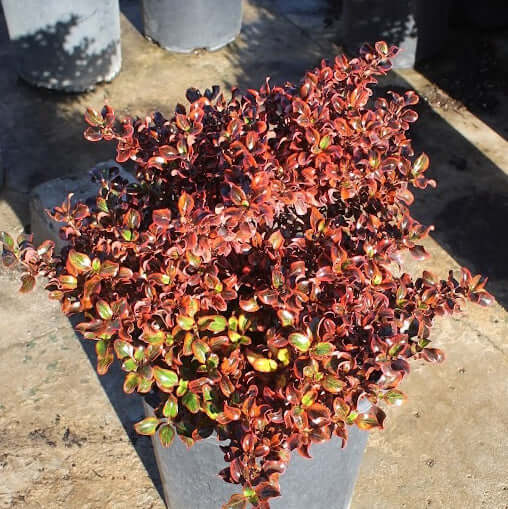 Coprosma 'Tequila Sunrise'