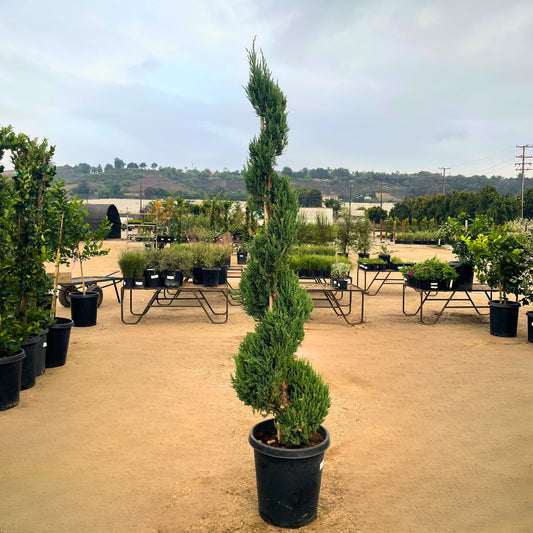 Spiral Topiary 