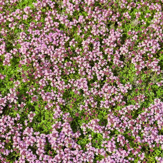 Thymus serpyllum 'Pink Chintz'