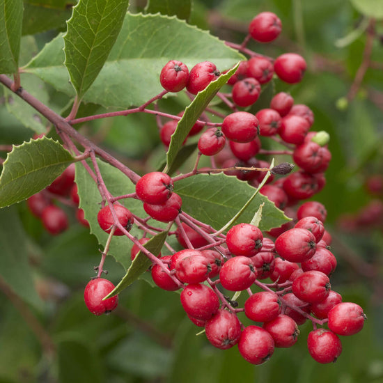 Toyon (Heteromeles arbutifolia)