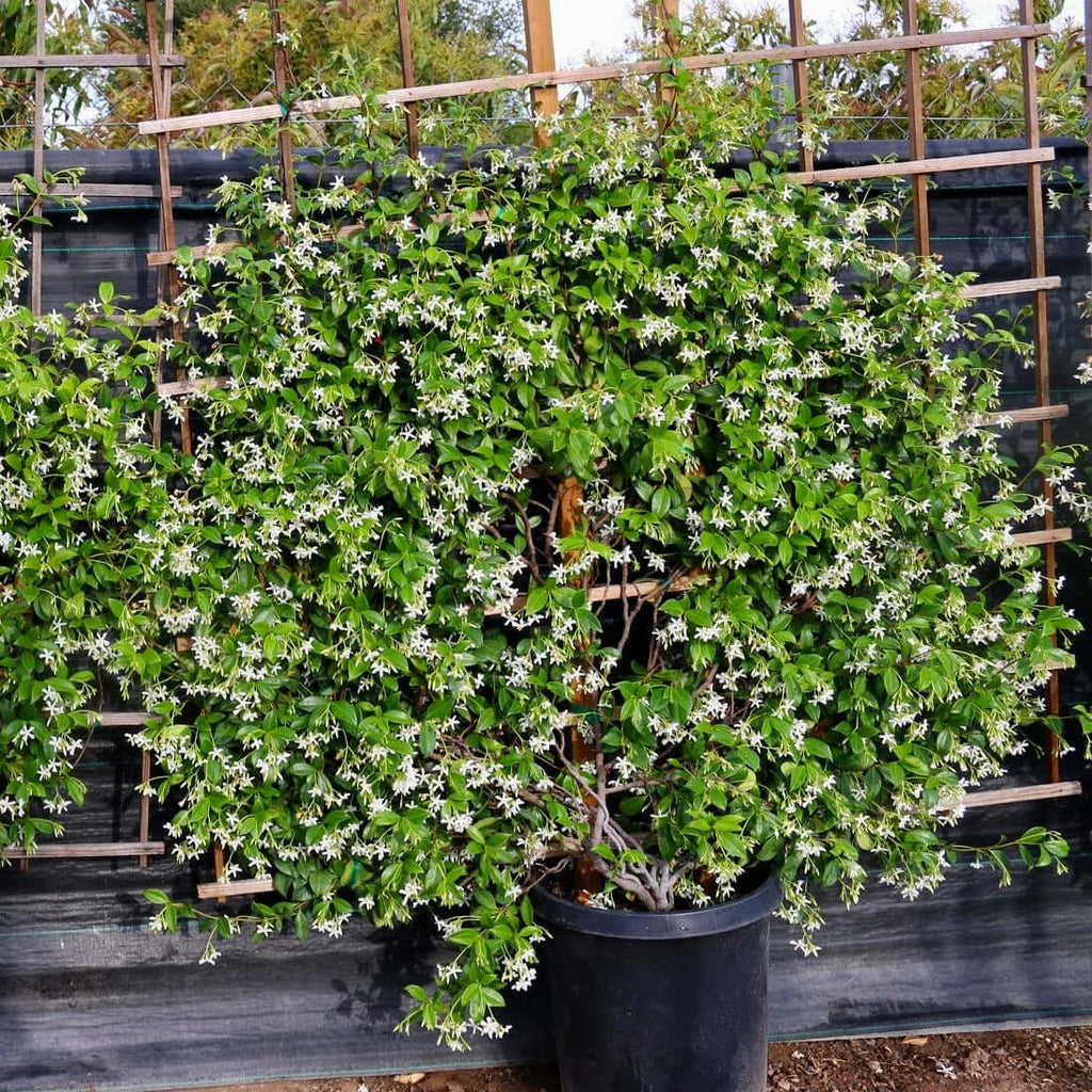 Trachelospermum jasminoides Espalier (7823954051327)
