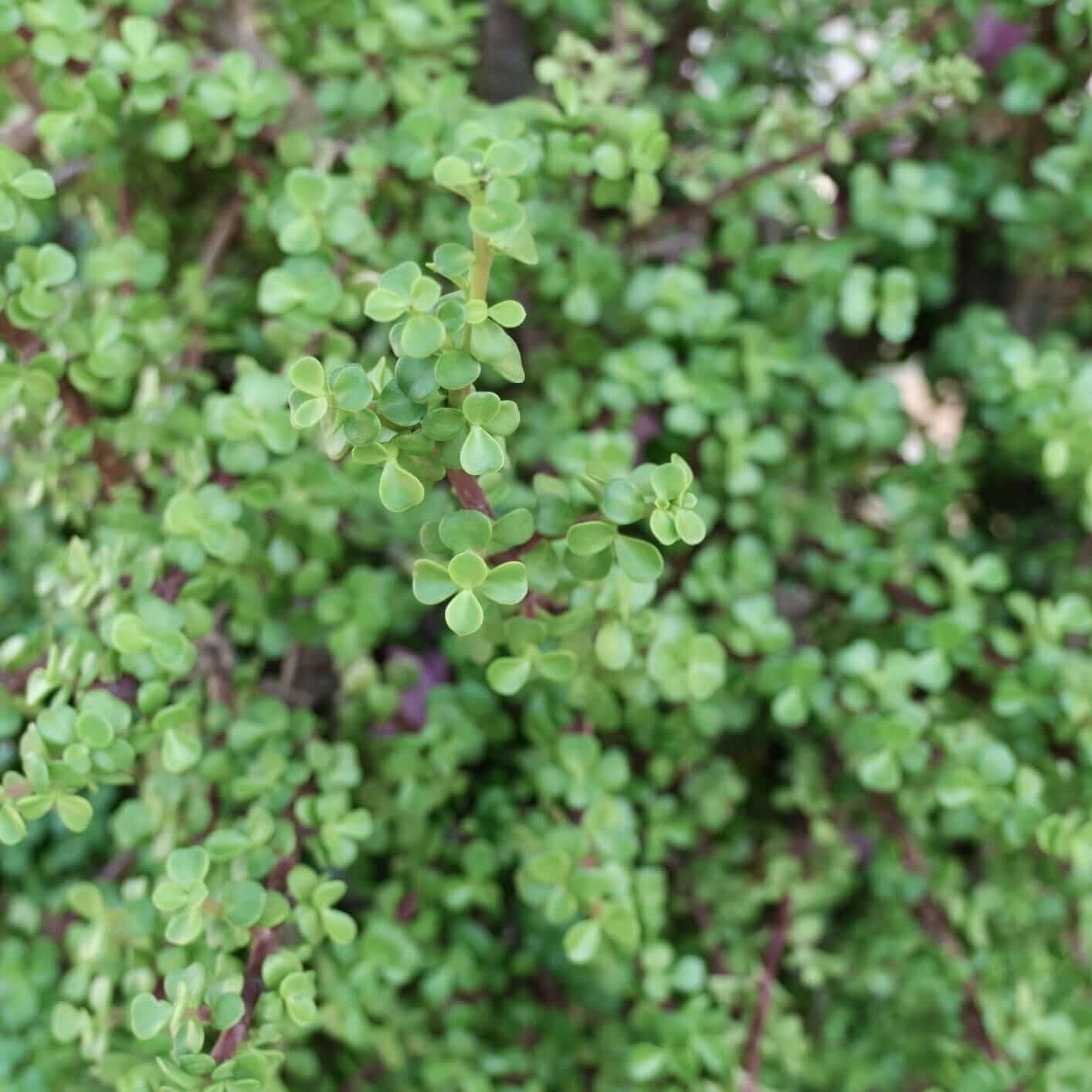 Trailing Elephant Bush - Portulacaria afra 'Prostrata'