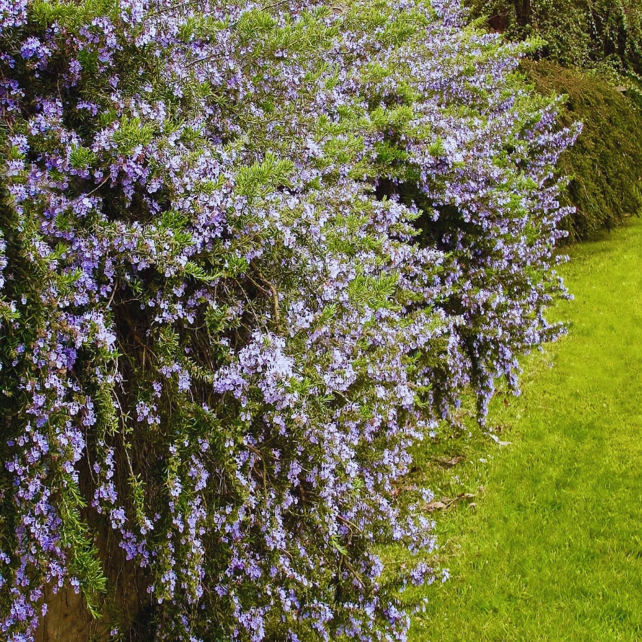 Trailing Rosemary shrub in garden 