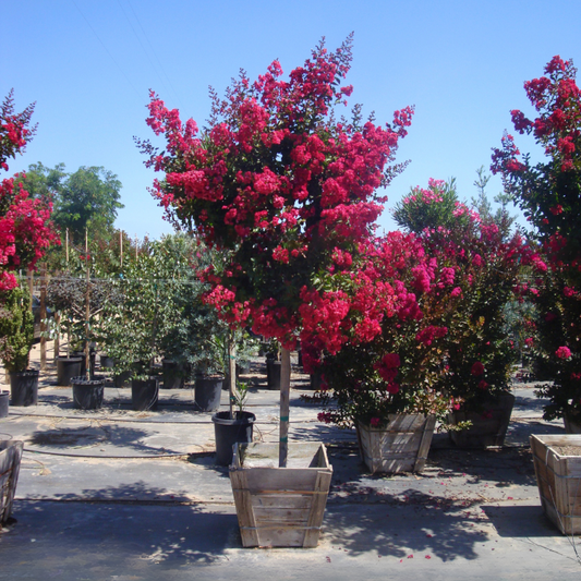 Tuscarora Crape Myrtle Tree