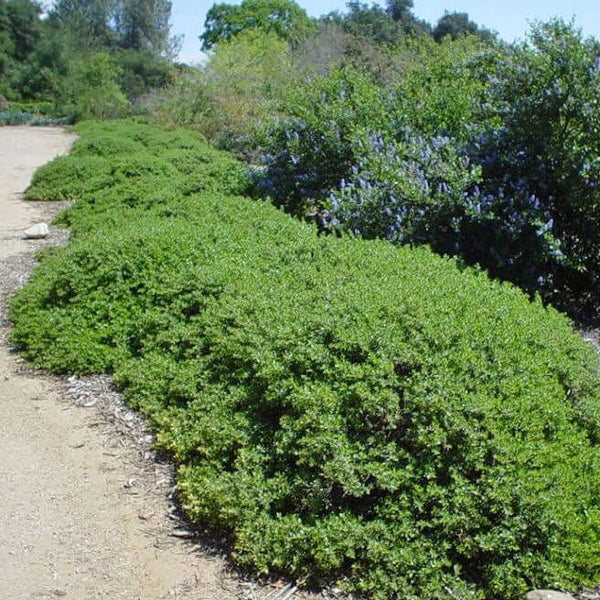 Baccharis pilularis 'Twin Peaks' - Coyote Bush – Plants Express