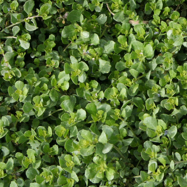 Baccharis pilularis 'Twin Peaks' - Coyote Bush