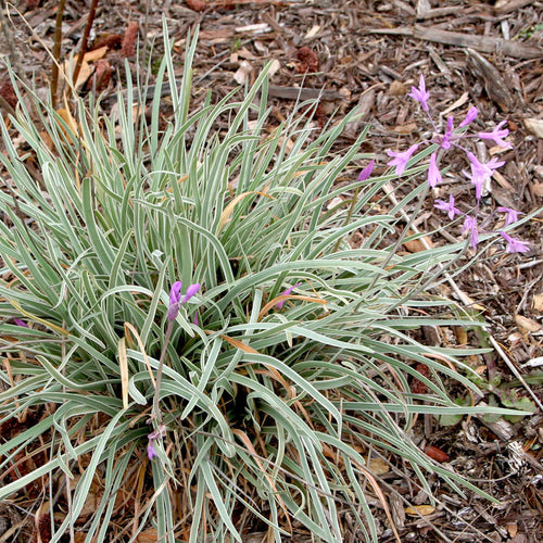 Variegated Society Garlic