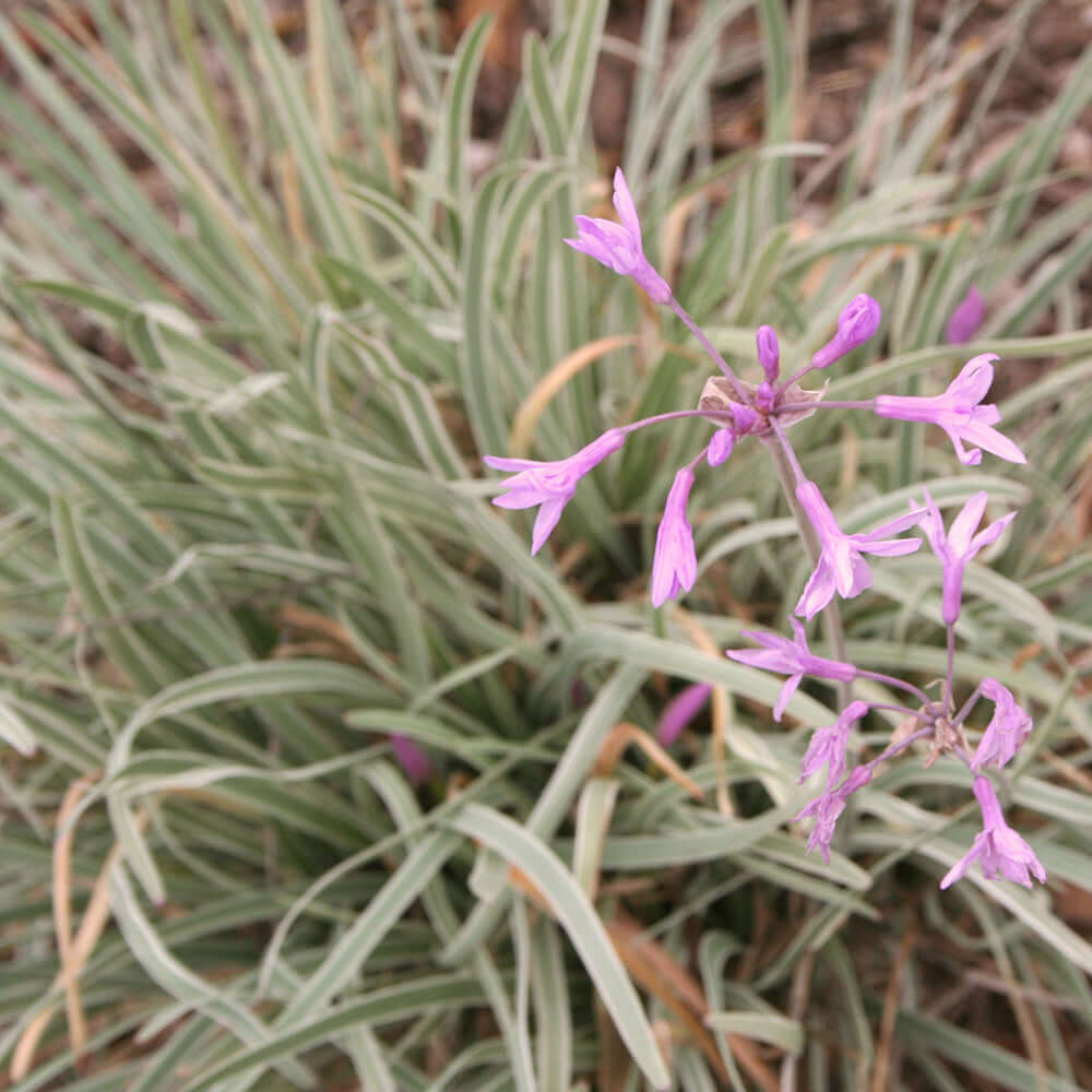 Variegated Society Garlic (7898268598527)