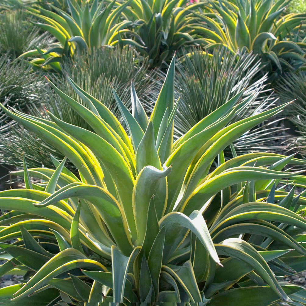 Variegated Dwarf Smooth Agave - PlantsExpress.com